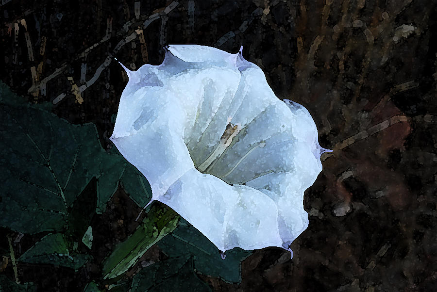 Georgia's Flower by Cheryl Fecht Georgia's Flower by Cheryl Fecht
