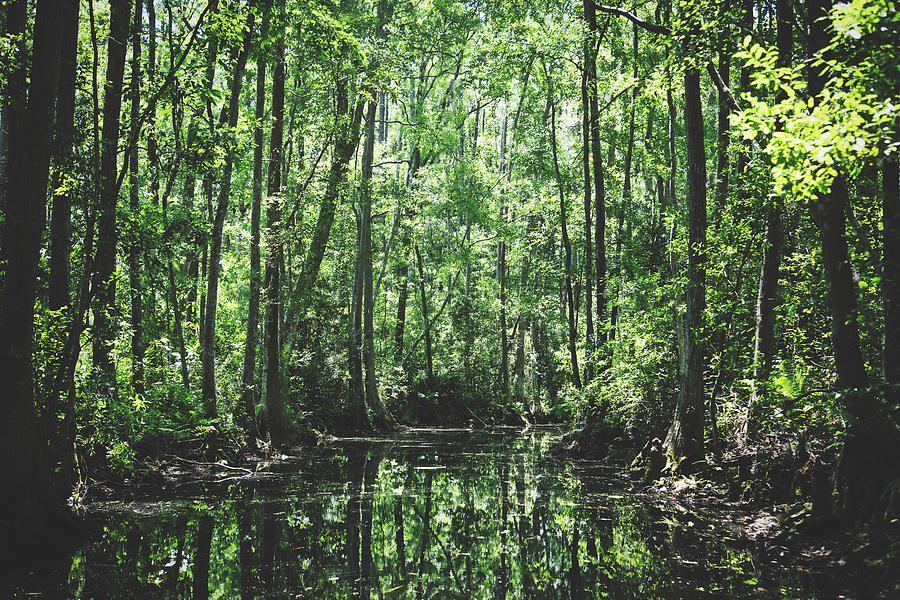 Georgias Okefenokee Swamp Photograph by Mountain Dreams
