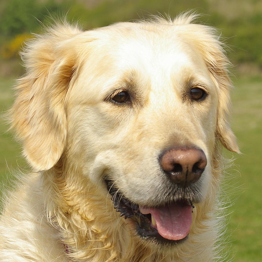 Georgie The Golden Retriever Photograph by Hilary Burt | Pixels