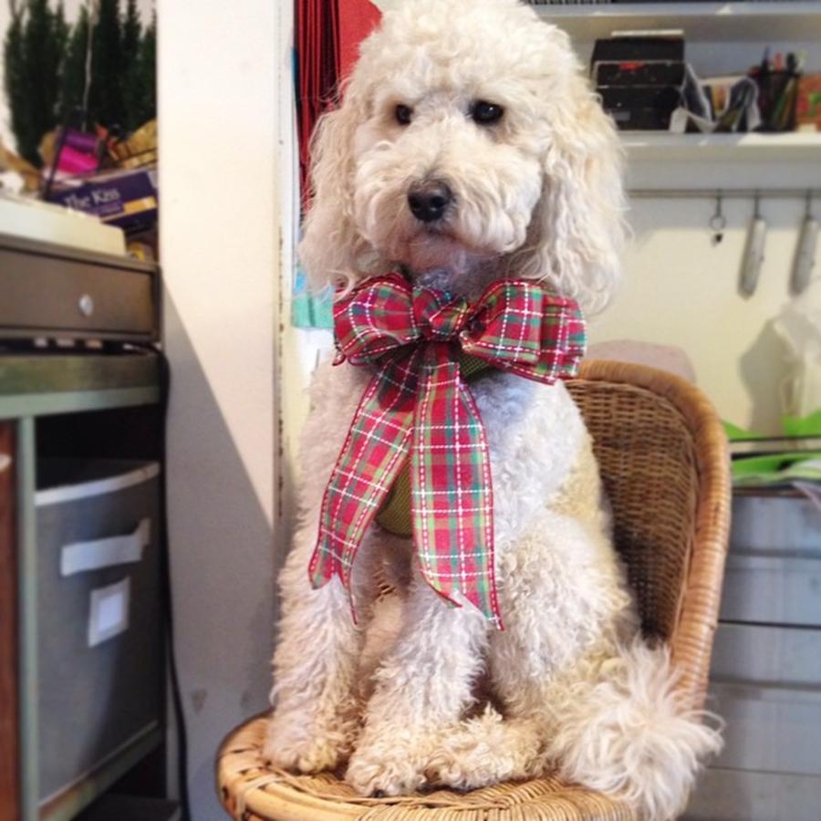 Goldendoodle Photograph - Georgie Working The Gift Shop Counter by Blenda Studio