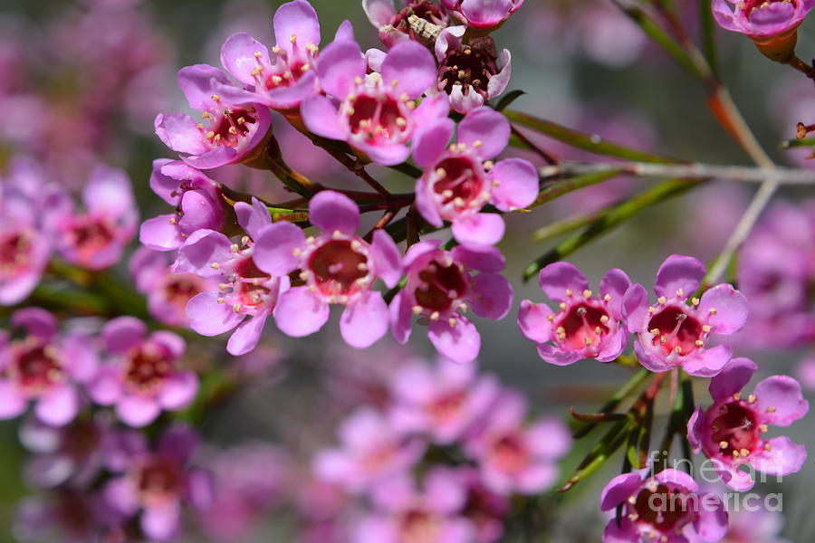 Geraldton Wax Flowers, cwa Pink Australian Native Flower