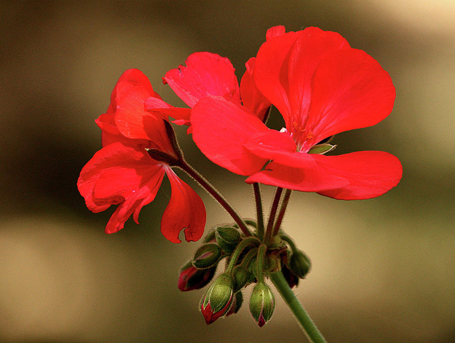 Geranium Blooms Photograph by Sheila Brown