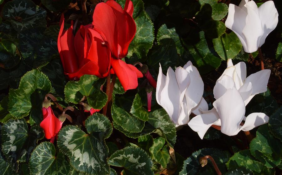 Cyclamen Blooms Photograph by Warren Thompson