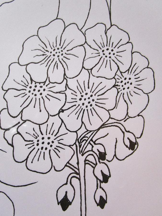 Geranium drops Drawing by Rosita Larsson