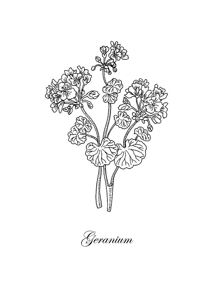 Geranium Flower Botanical Drawing Drawing