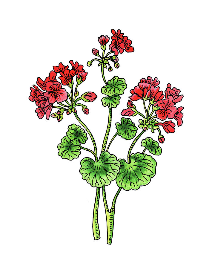 Geranium Flower Watercolor Painting