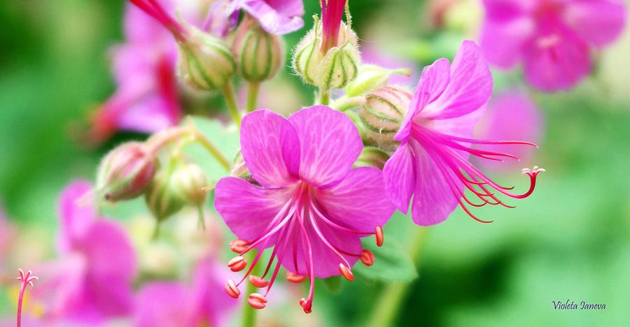 Flower Photograph - Geranium Flowers by Violeta Ianeva