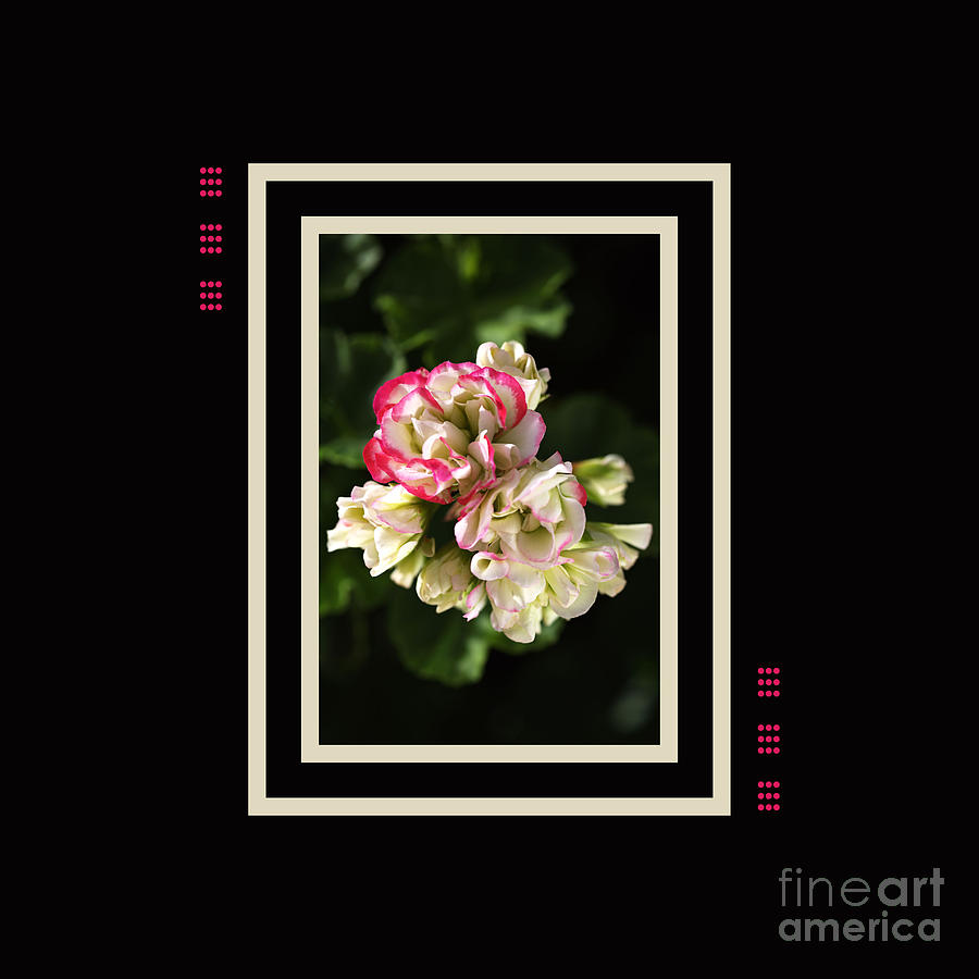 Geranium Flowers With Design Photograph by Joy Watson
