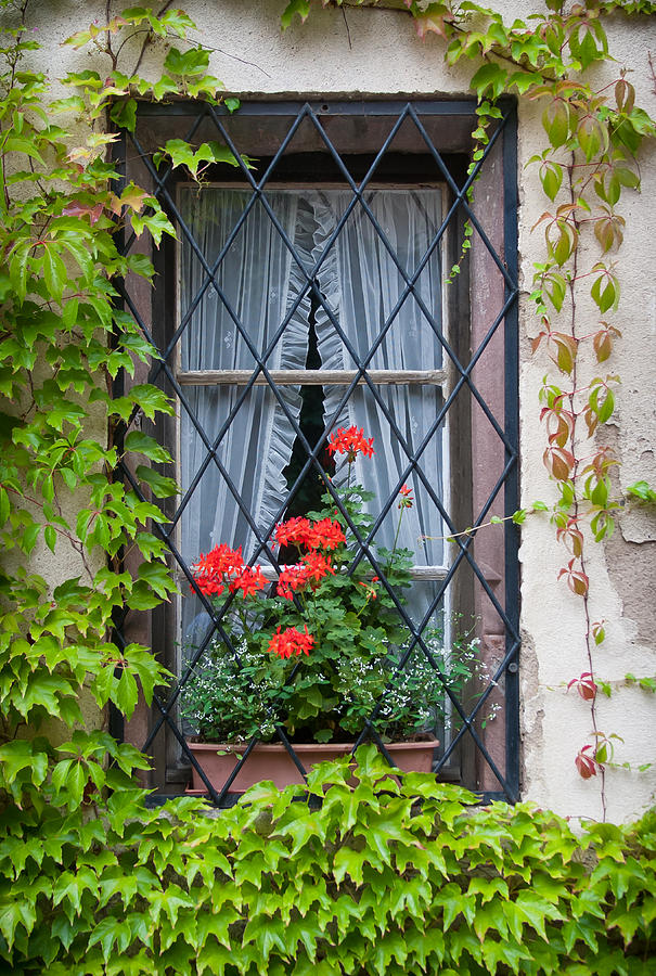 Red flowers in window box Photograph by Jenny Setchell