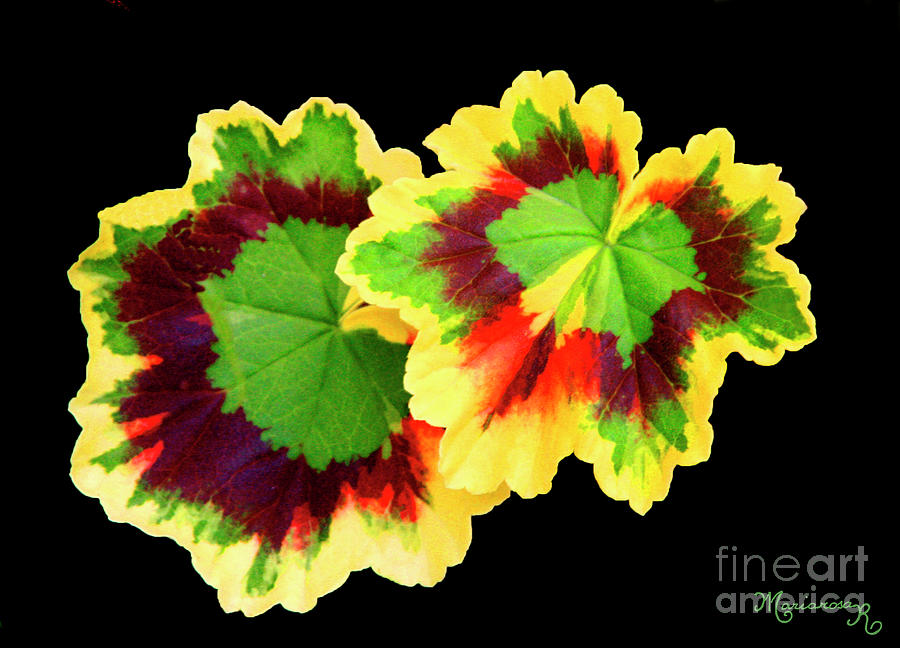 Geranium leaves Photograph by Mariarosa Rockefeller