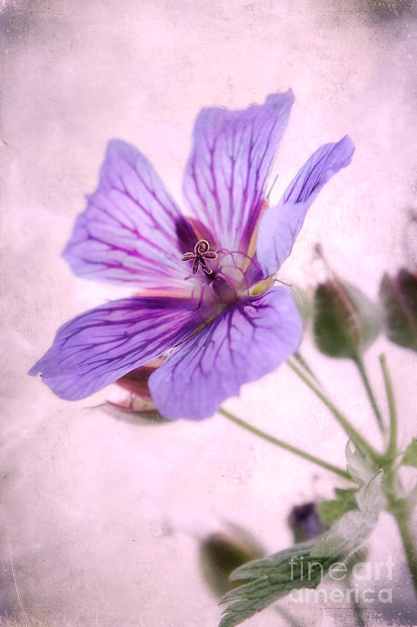 Flowers Still Life Photograph - Geranium maculatum by John Edwards