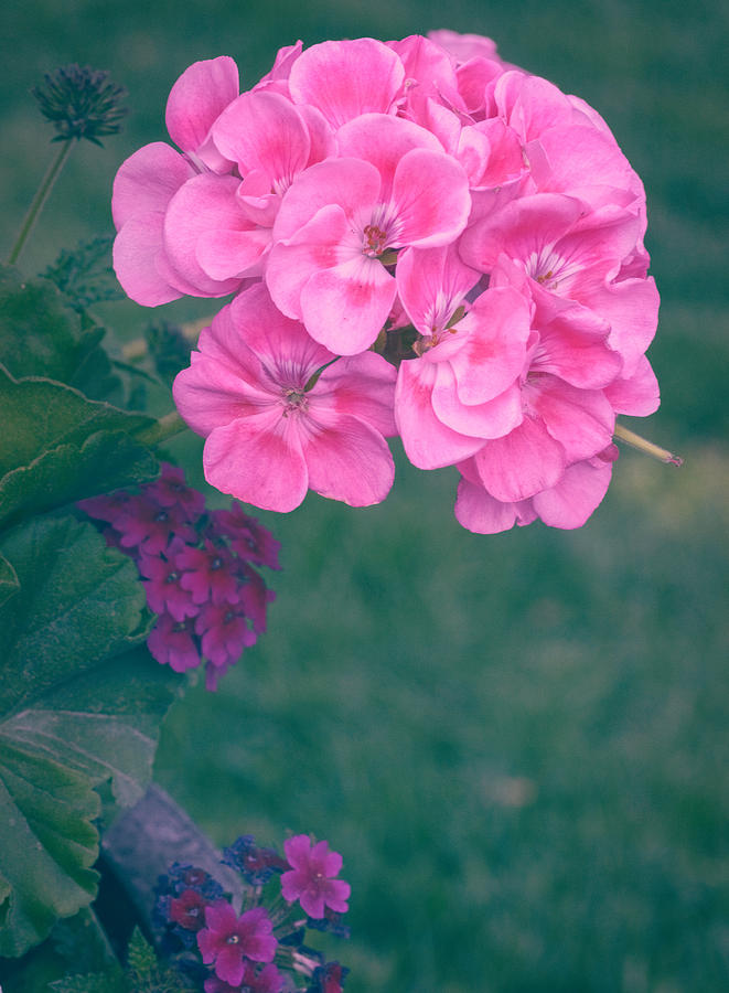 Geranium Matted by Garvin Hunter Geranium Matted by Garvin Hunter