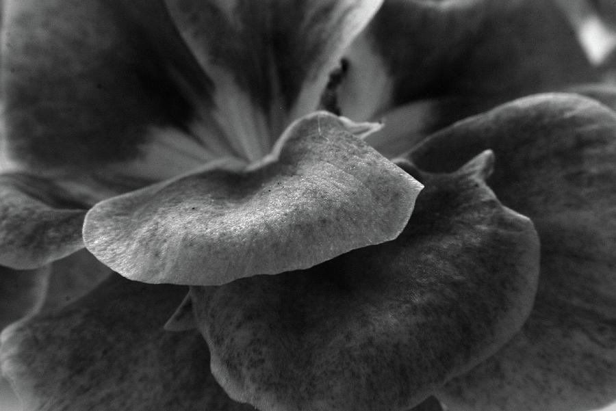Geranium Petal Photograph by Aidan Moran