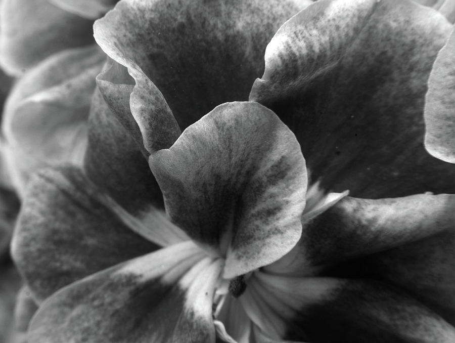 Geranium Petals Photograph by Aidan Moran
