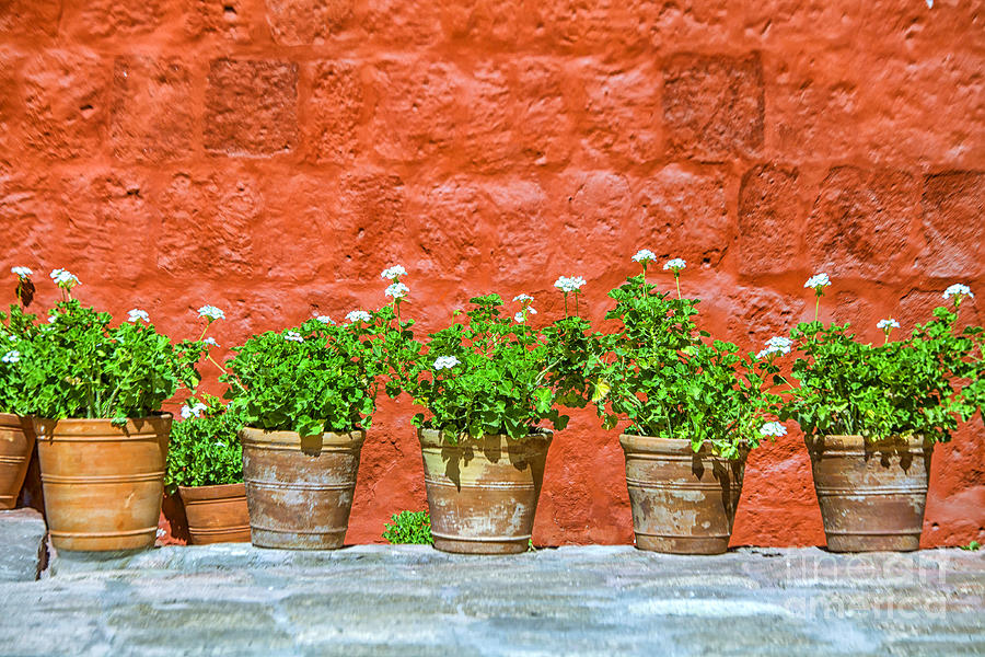 Geranium plants in pots Photograph by Patricia Hofmeester