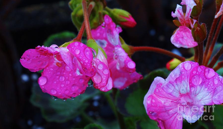Geranium Rain Photograph by J L Zarek