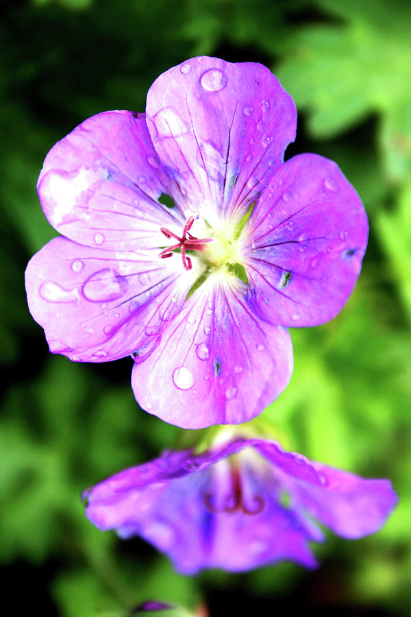 Geranium rozanne Photograph