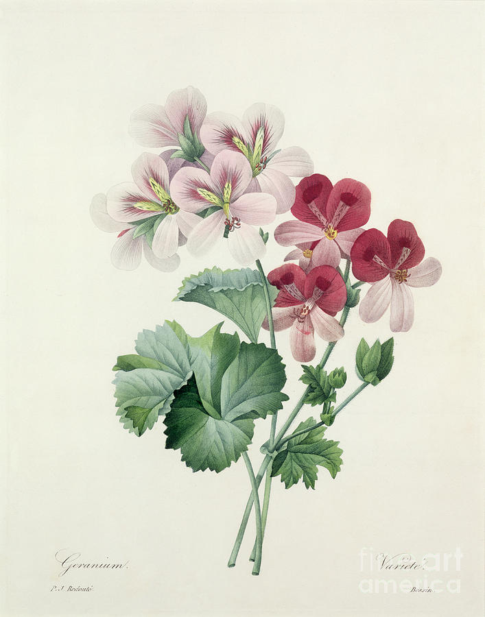 Flower Drawing - Geranium Variety by Redoute by Pierre Joseph Redoute