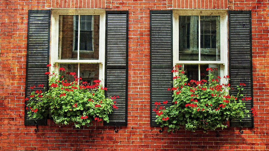 Geranium Window Boxes on Colonial Windows Photograph by Joann Vitali