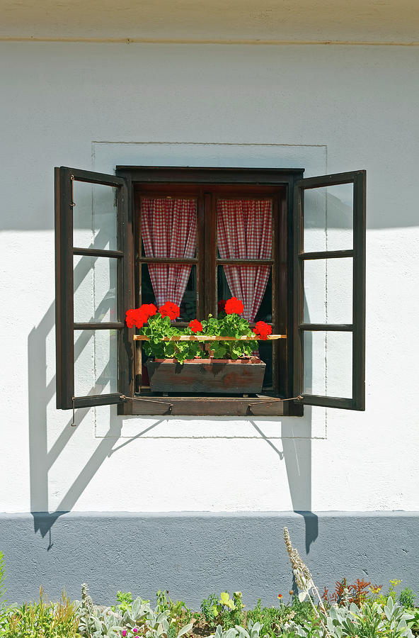 Geraniums and Checked Curtain Photograph by Sally Weigand