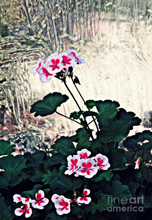 Flower Photograph - Geraniums and Old Glass  by Sarah Loft