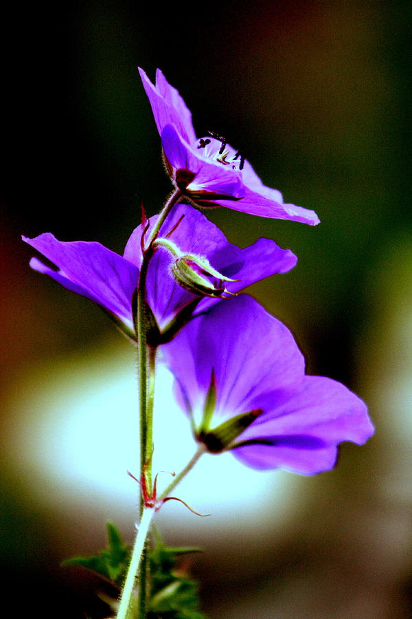 Flower Photograph - Geraniums by Diane Merkle