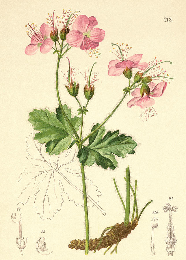 Flower Drawing - Geraniums by German School