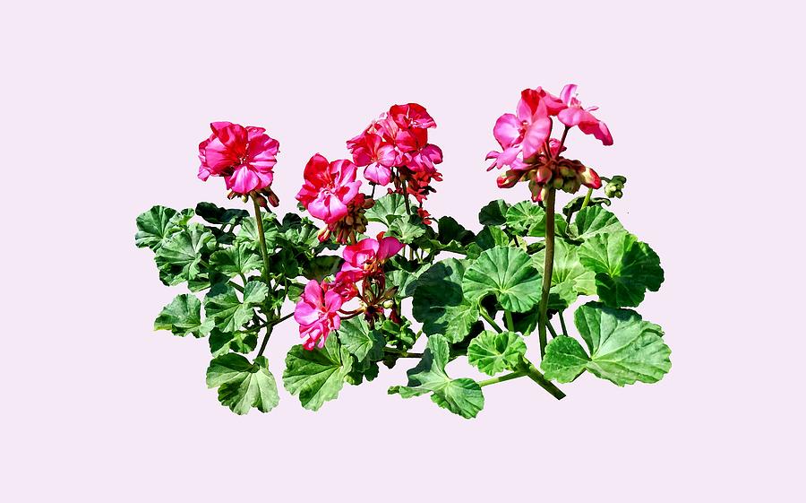 Flower Photograph - Geraniums In a Row by Susan Savad