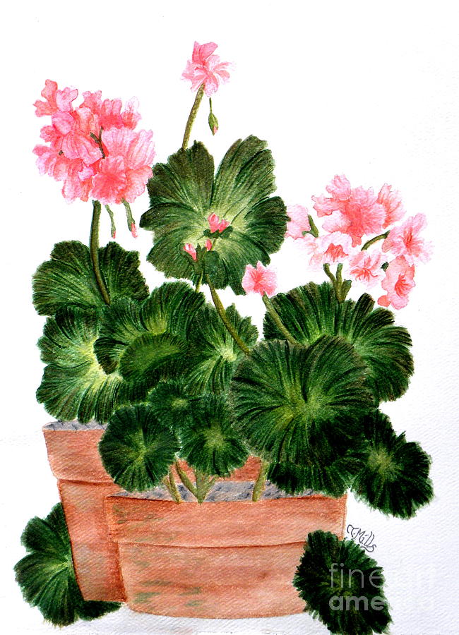 Geraniums in Clay Pots Painting by Terri Mills