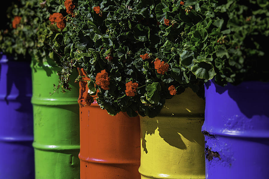 Flower Photograph - Geraniums In Colorful Barrels by Garry Gay