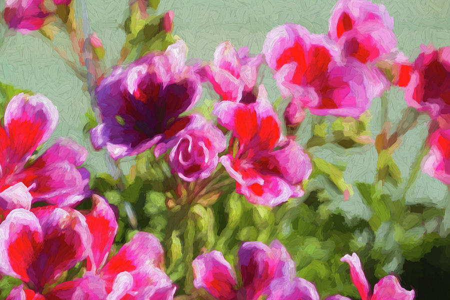 Geraniums in Pink Photograph by Kathy Clark