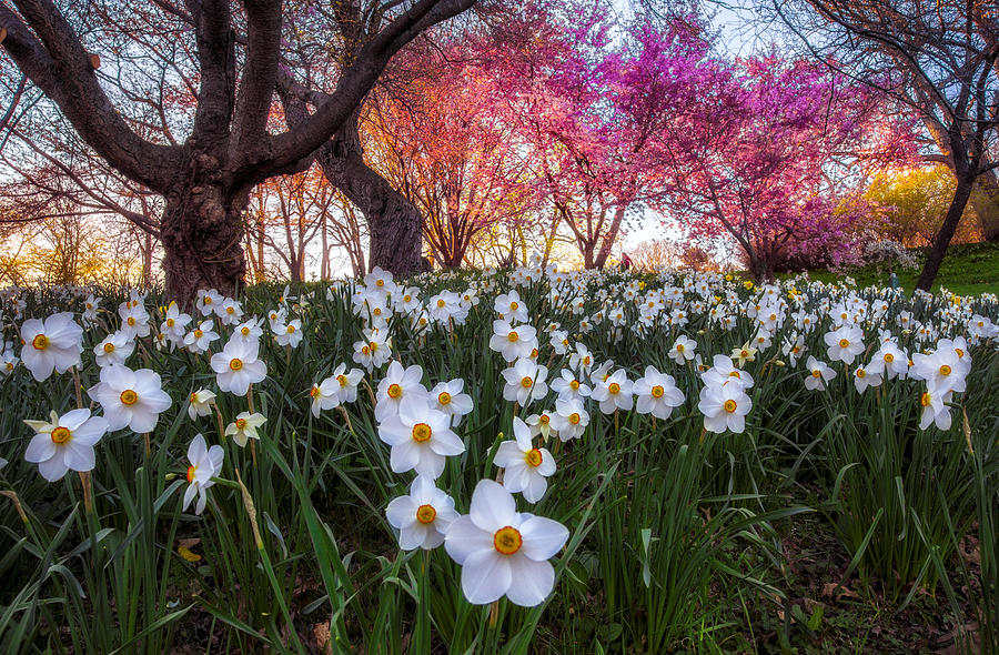 Spring Photograph - White Daffodils by Mark Papke