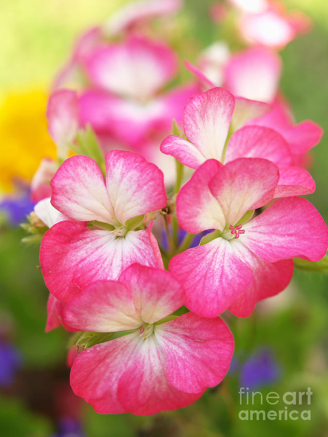 Flower Photograph - Geraniums On A Brilliant Summer Day by Dorothy Lee