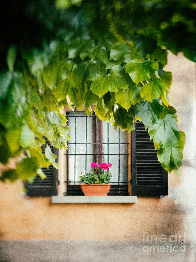 Geraniums on windowsill Photograph by Silvia Ganora
