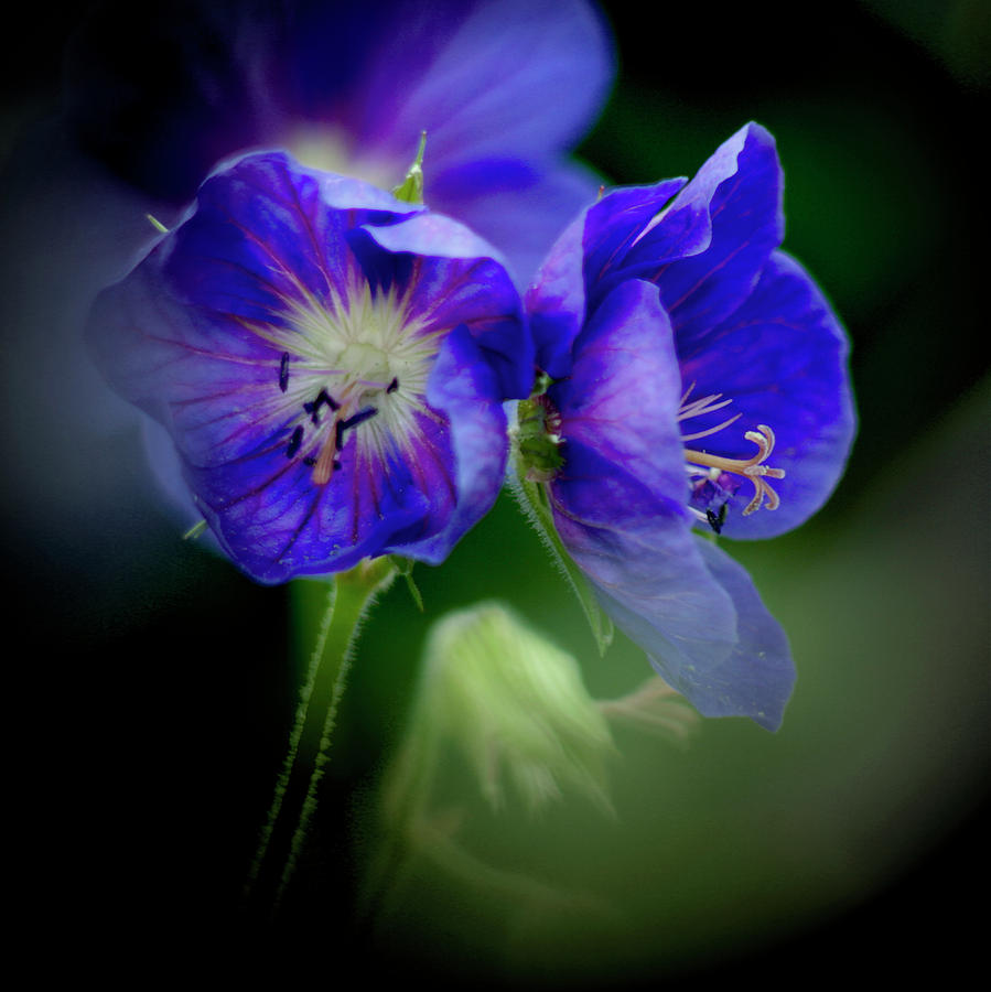 Geraniums Photograph by Peter OReilly