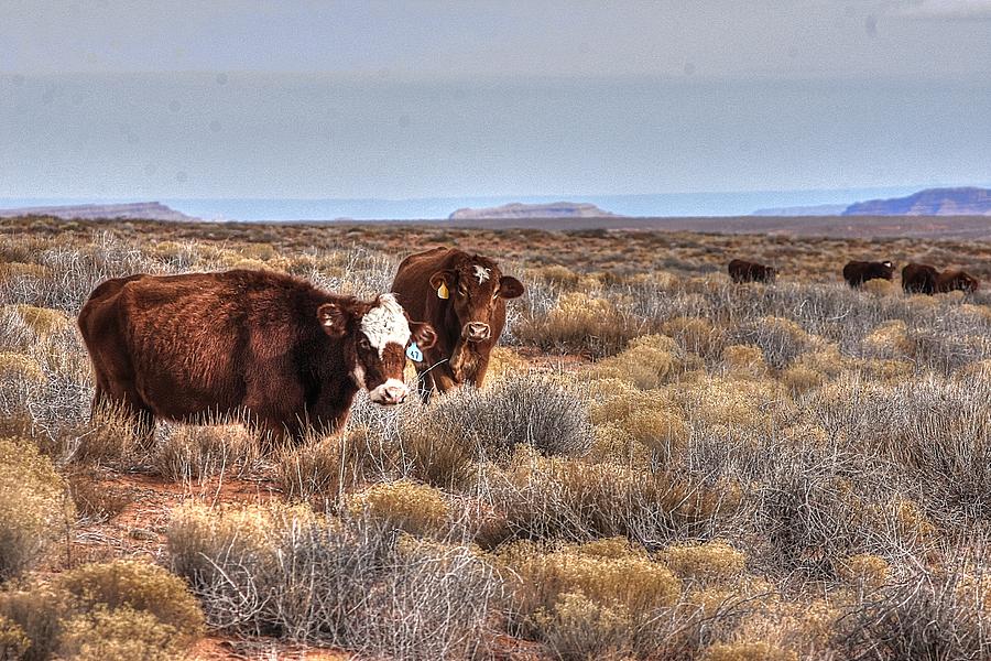 Gerazing cattle Photograph by Bill Mollet - Fine Art America