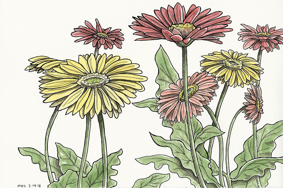 Gerber daisies Drawing by Matt Stevenson Fine Art America