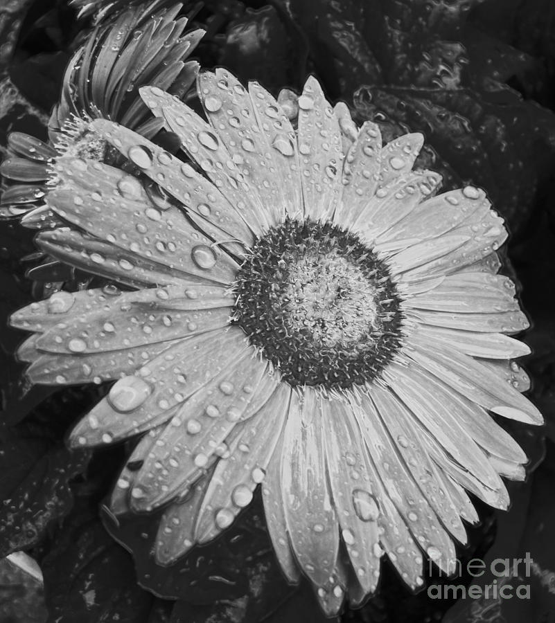 Gerber Daisy After The Rain In Black And White Photograph