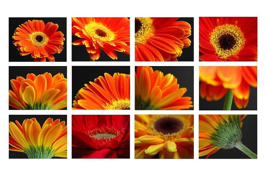 Gerber Daisy Greetings Photograph by Juergen Roth