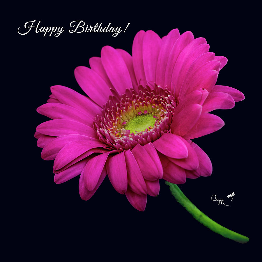 Gerber Daisy - Happy Birthday Photograph by Connie Mitchell - Fine
