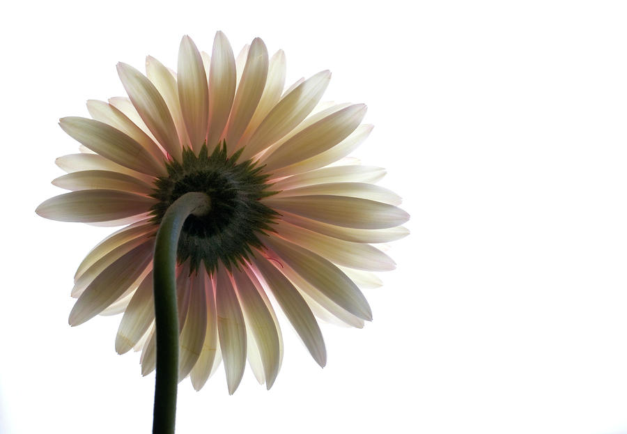 Flower Photograph - Gerber Daisy by Jessica Wakefield Flower Photograph - Gerber Daisy by Jessica Wakefield