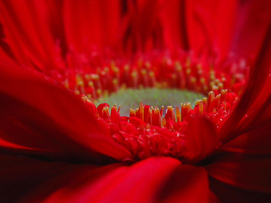 Gerber Daisy Photograph by Juergen Roth