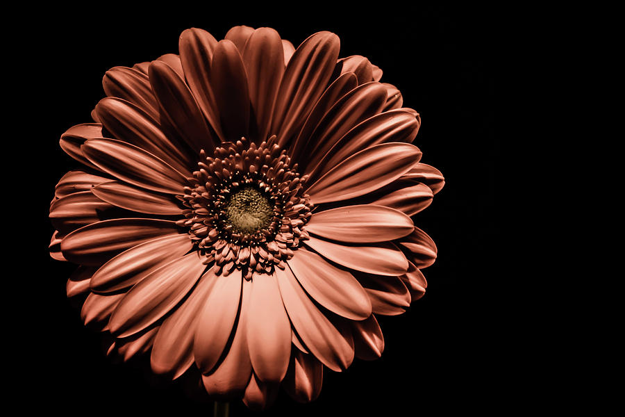 Gerbera Daisy Photograph by Karl Anderson