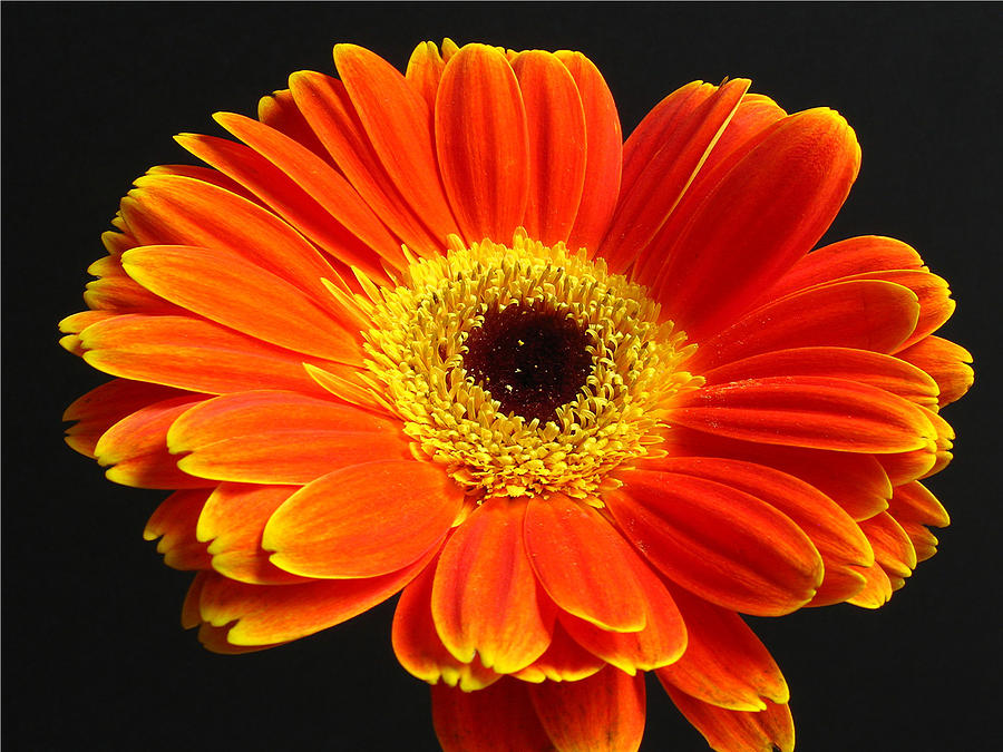 Gerber Daisy Portrait Photograph by Juergen Roth
