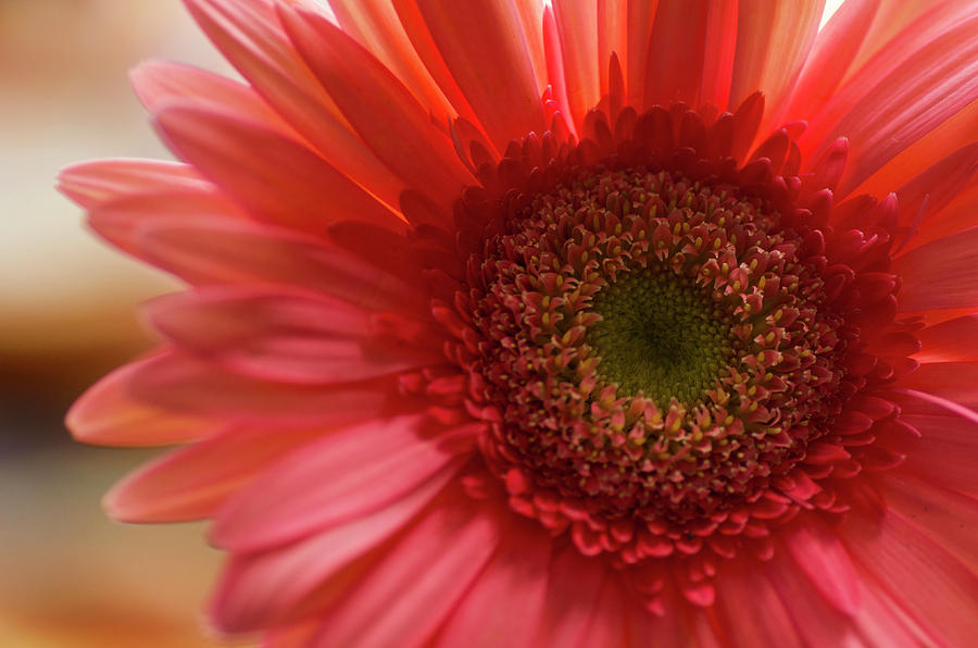 Gerber Daisy Up Close Photograph by Gowri Subramanya | Fine Art America