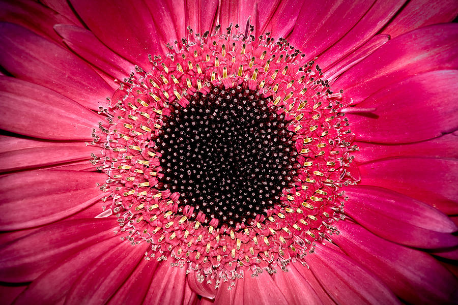 Gerbera Photograph by Andreas Freund