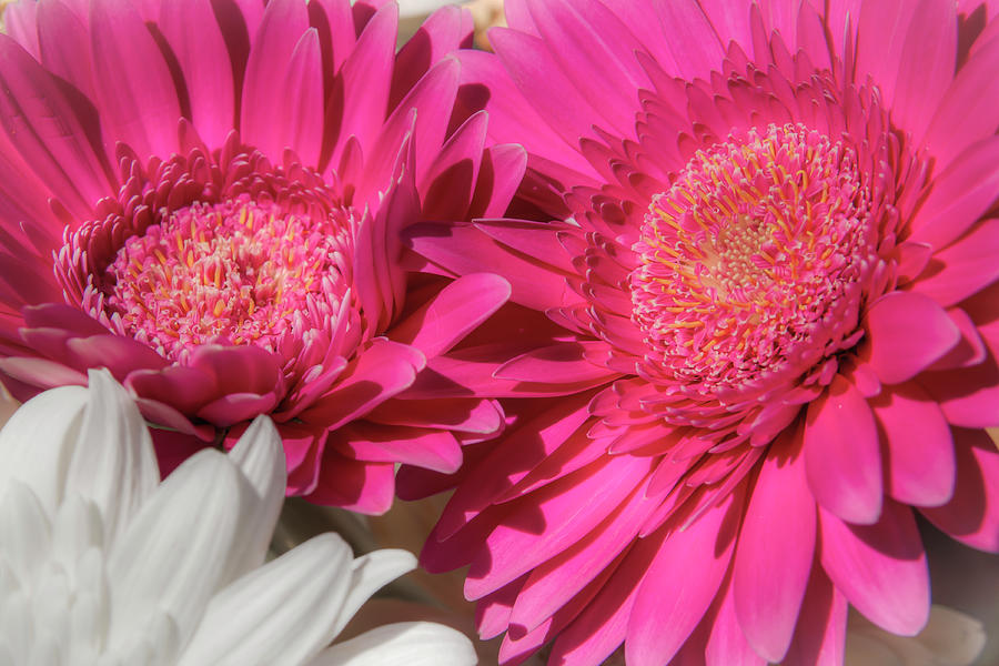 Gerbera Bouquet 00681 Photograph by Kristina Rinell