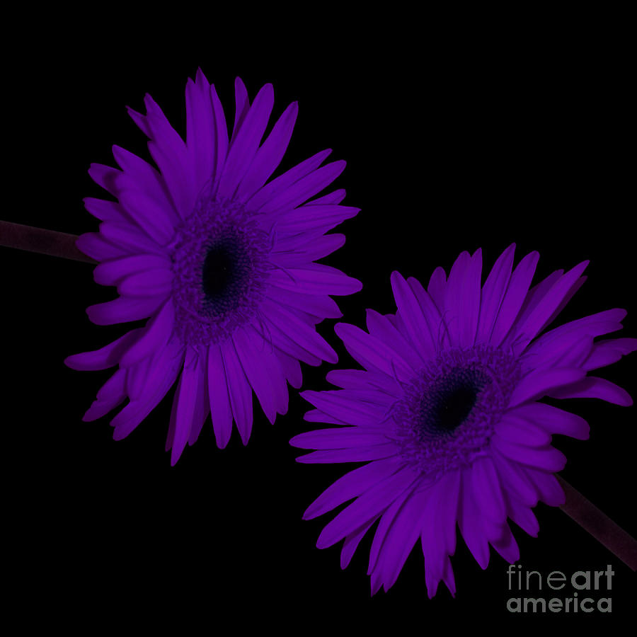 Daisy Photograph - Gerbera Daisies by Beverly Guilliams