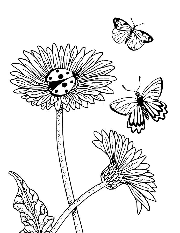 Butterfly Drawing - Gerbera Daisies Drawing by Irina Sztukowski