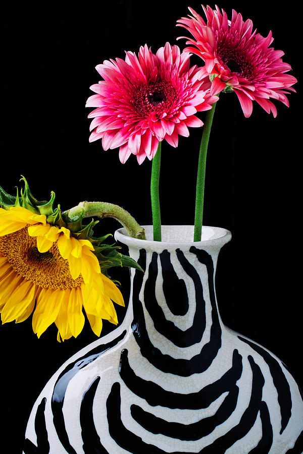Gerbera Daisies In Striped Vase Photograph by Garry Gay
